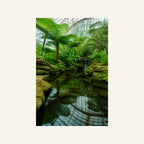 Garfield Park Conservatory Canvas Wall Art | The Fern Room artwork, full image