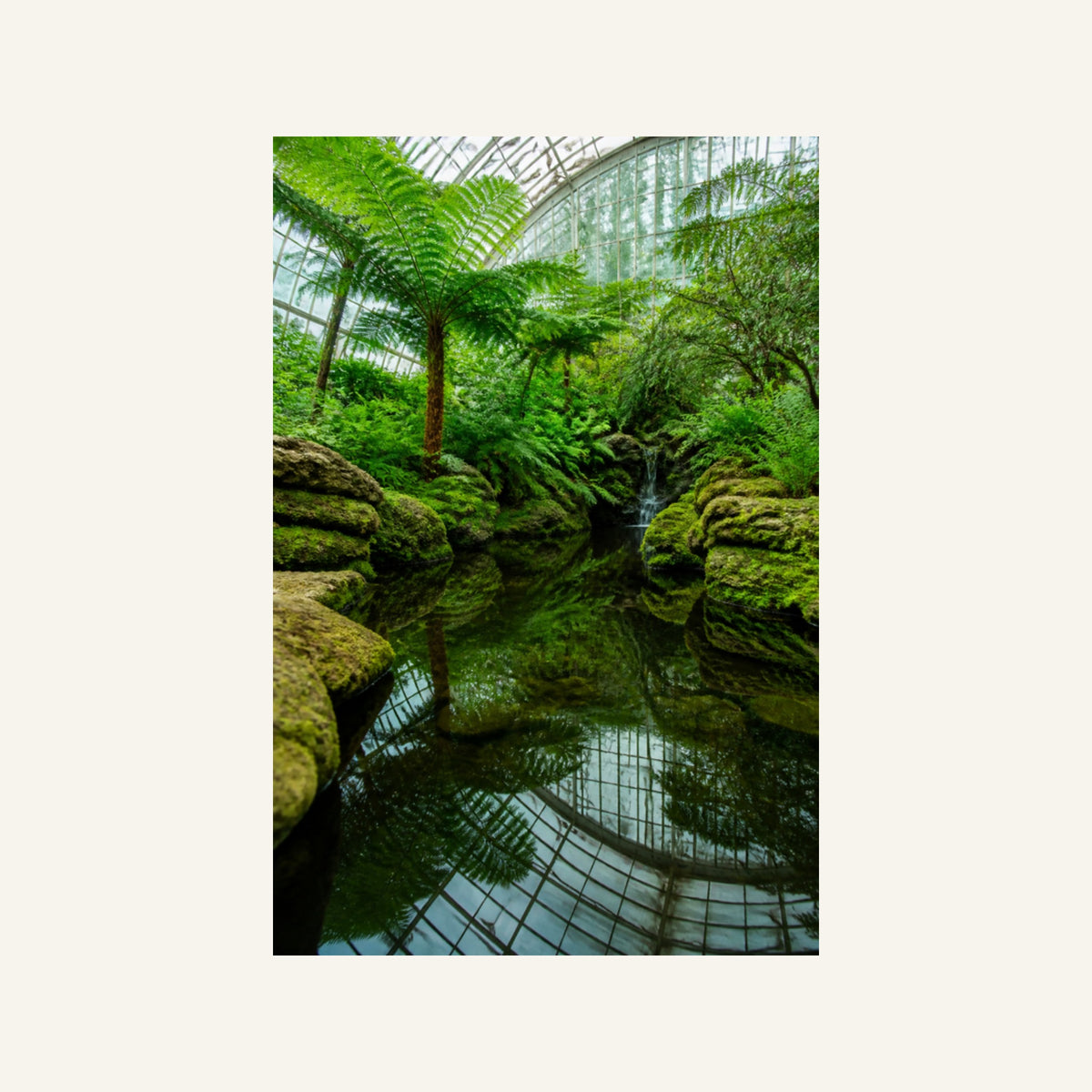Garfield Park Conservatory Canvas Wall Art | The Fern Room artwork, full image